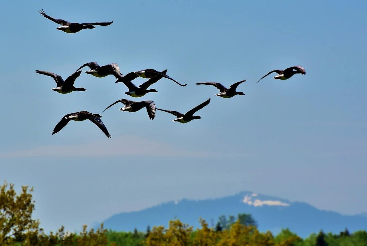 migratory birds