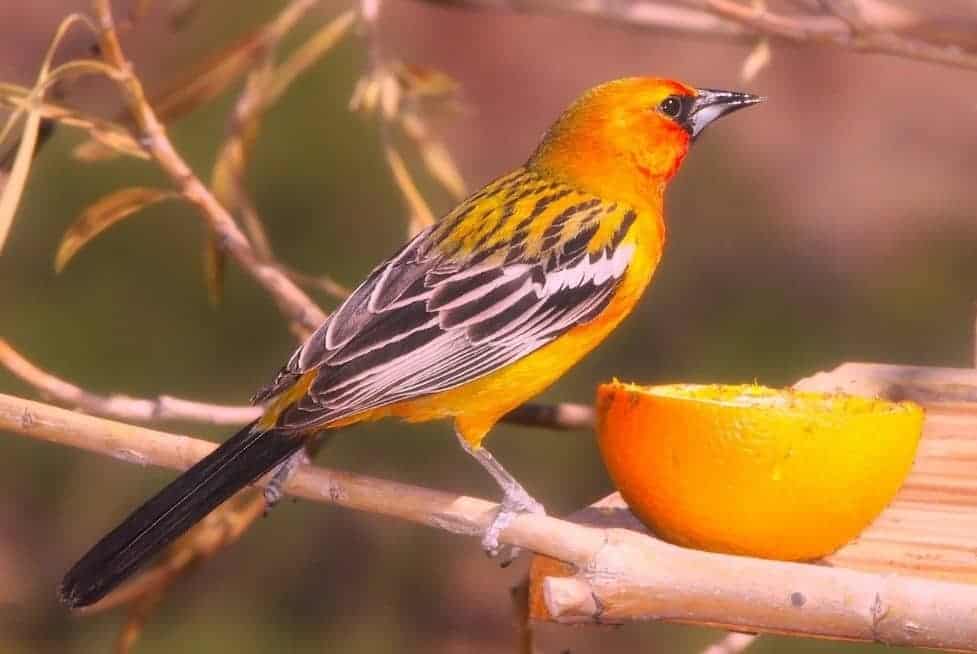 orange bird