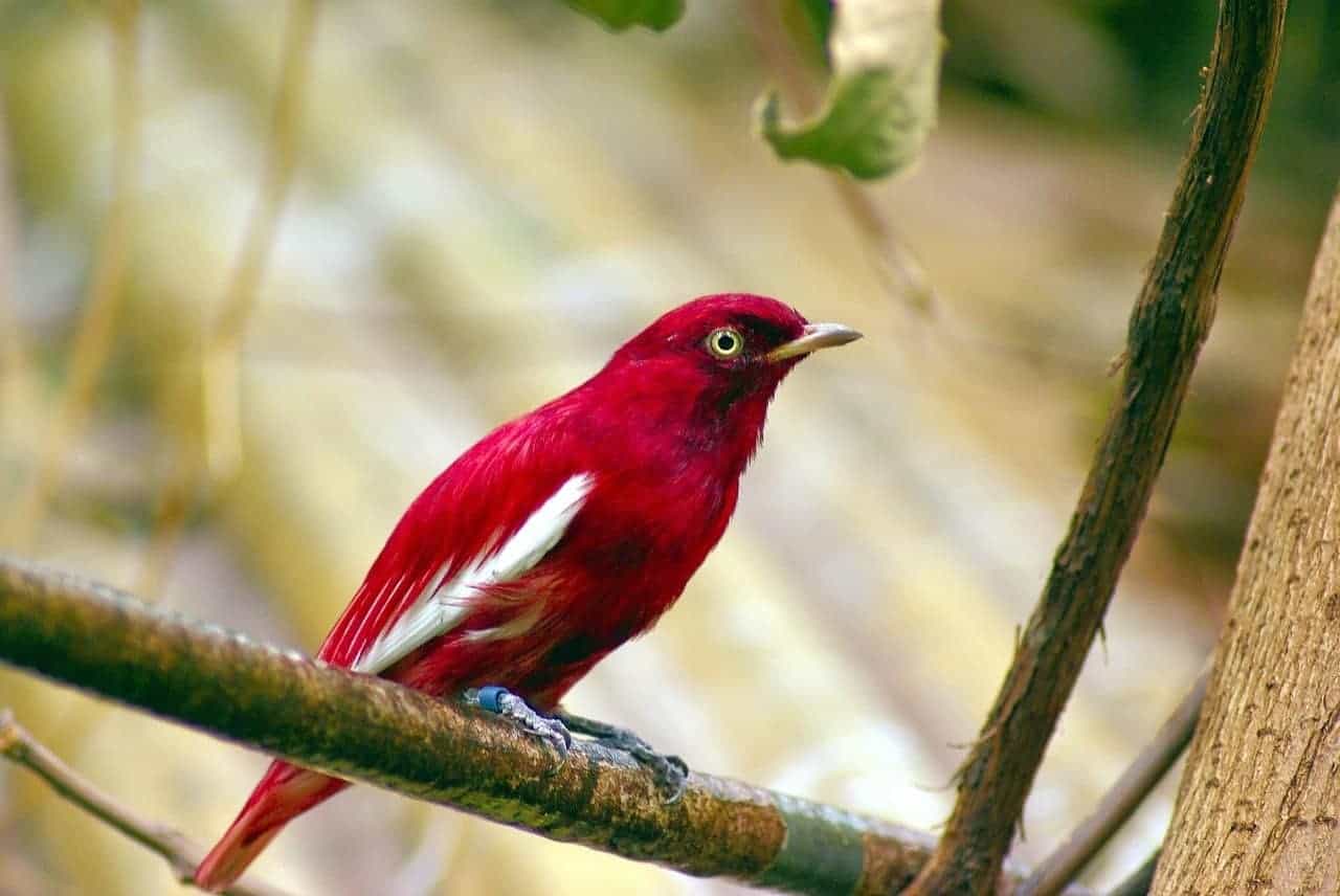 red bird