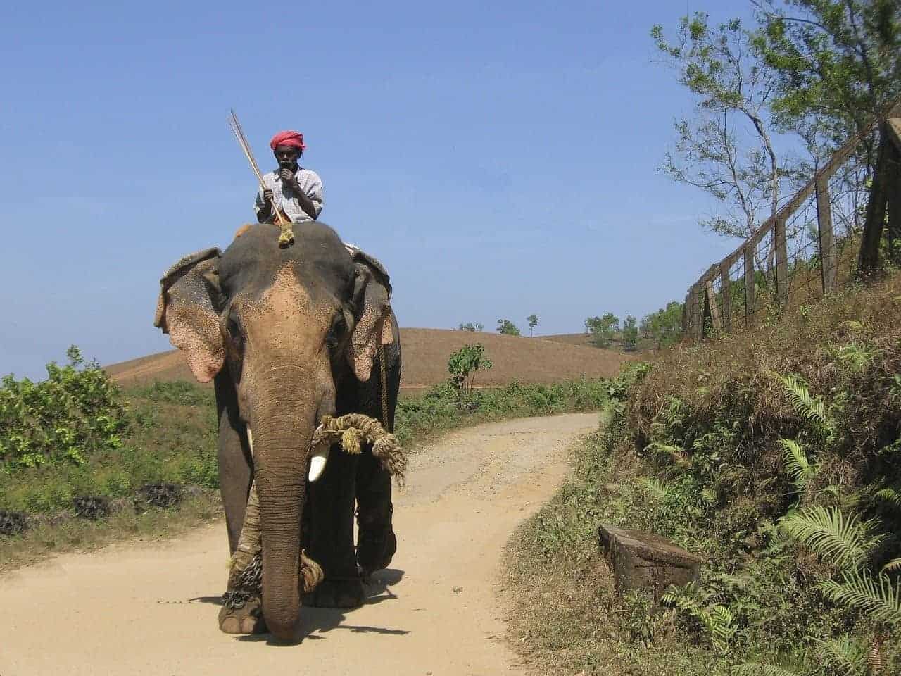 riding an elephant