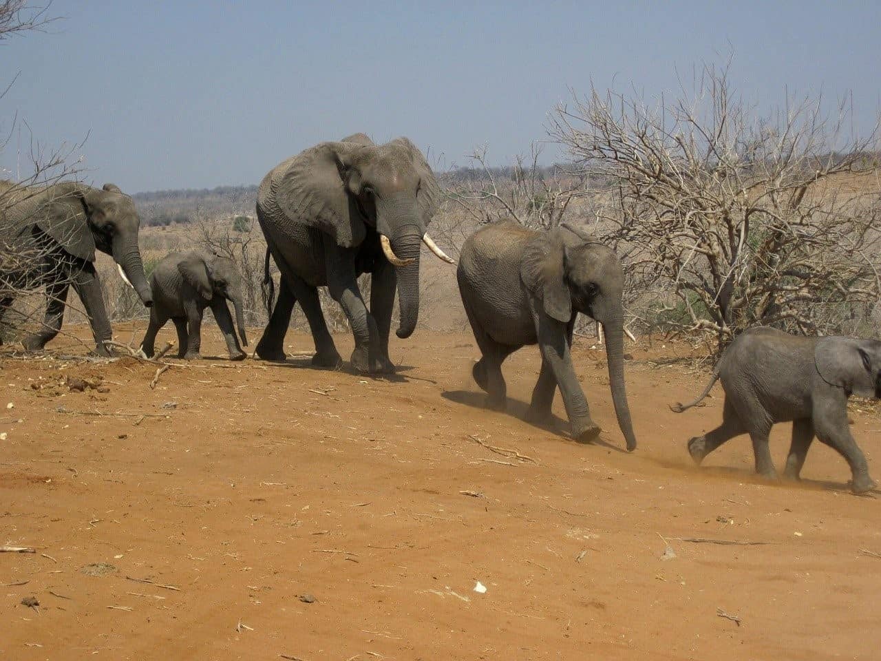 running elephants