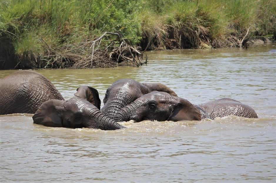 swimming elephants