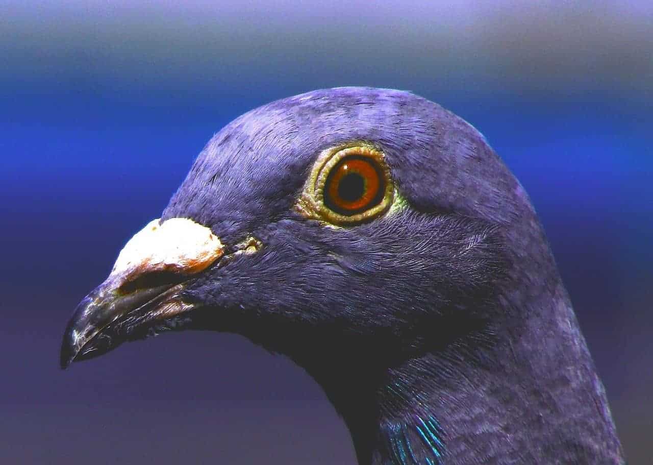 violet bird