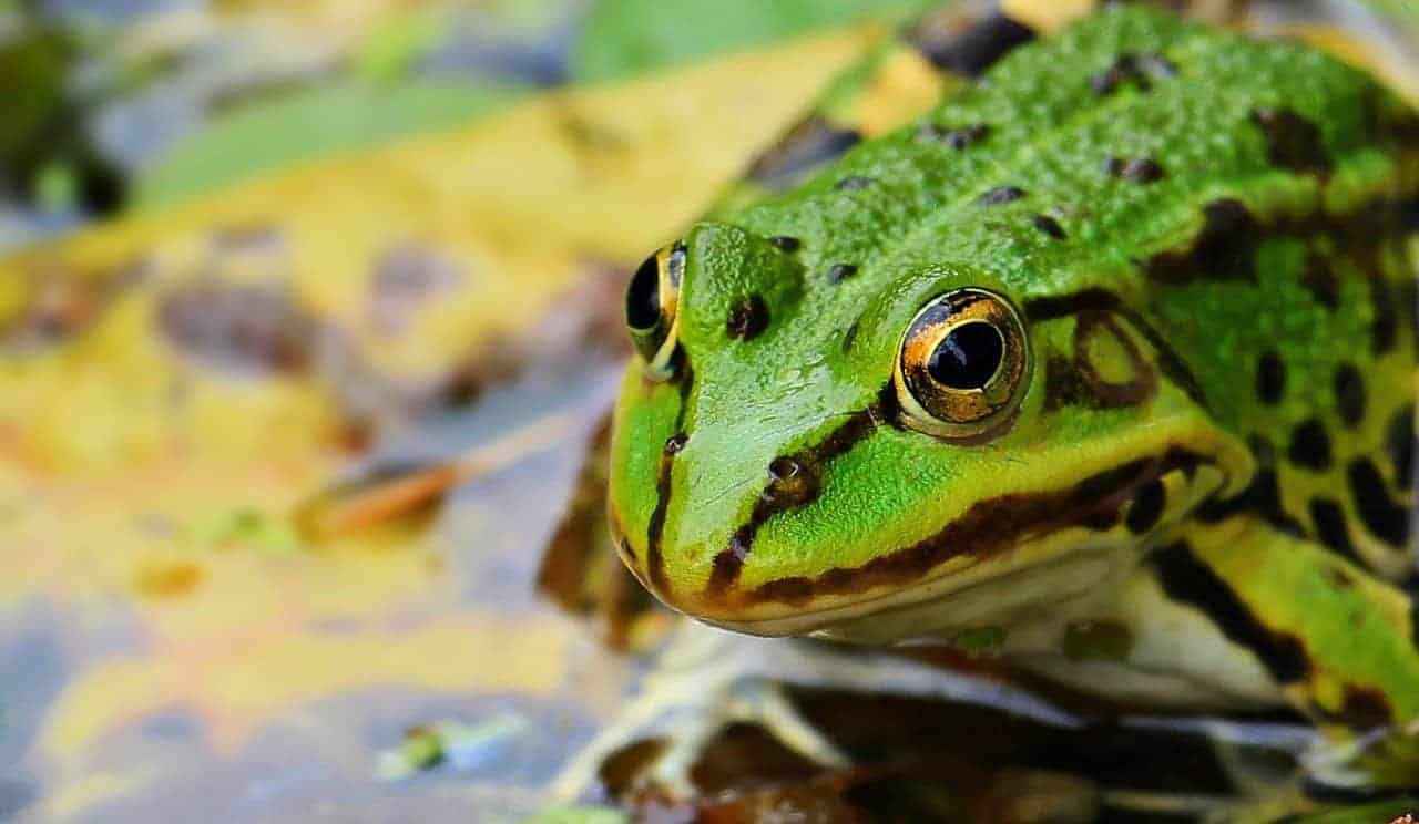 frog green