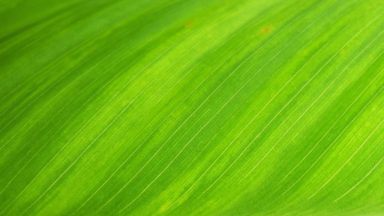 leaf green