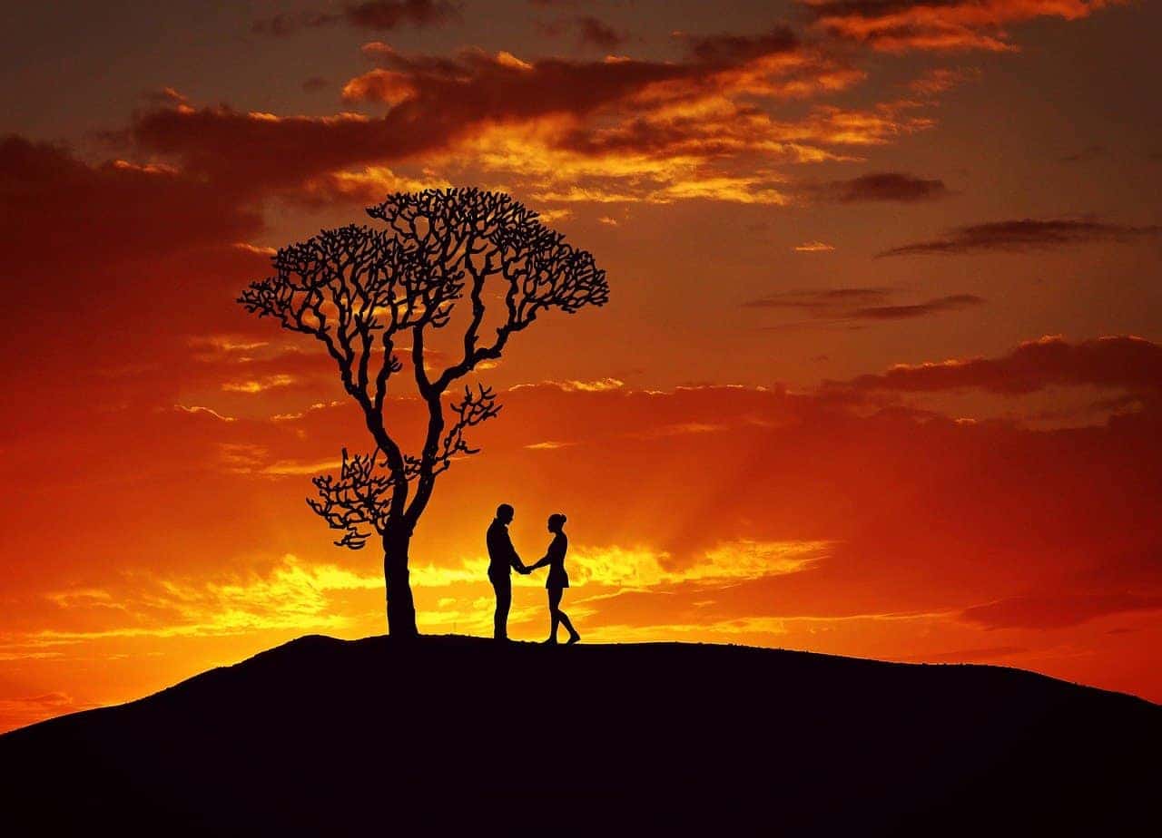 sunset tree lovers