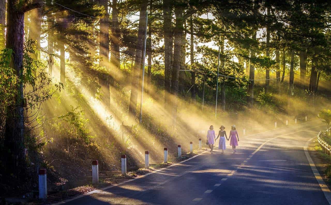 path trees sunlight