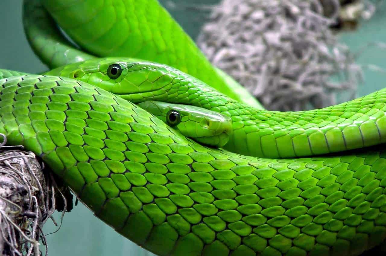 snake green