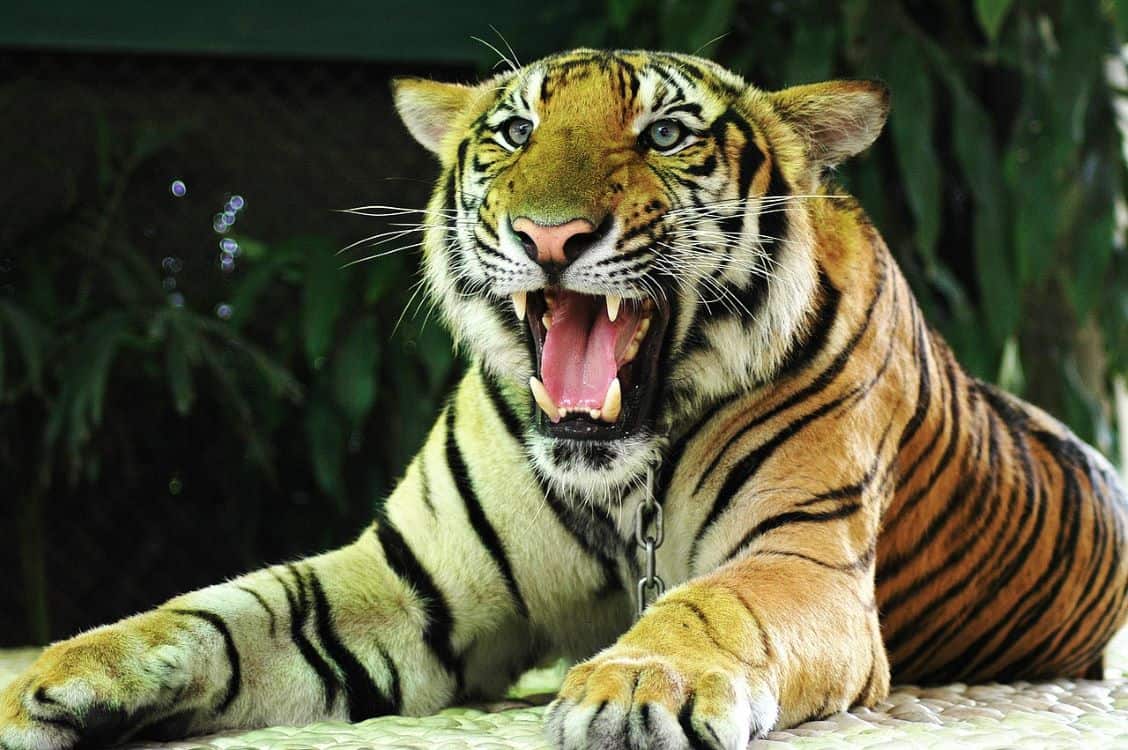 tiger attacking