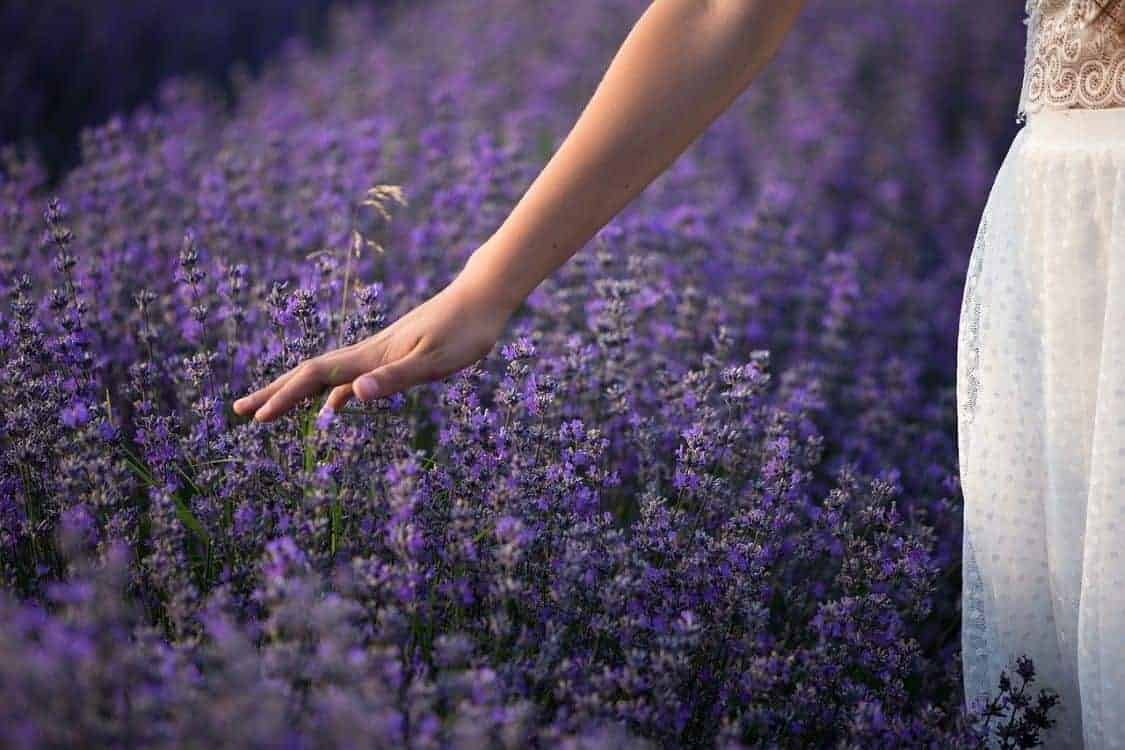 touching lavender flowers