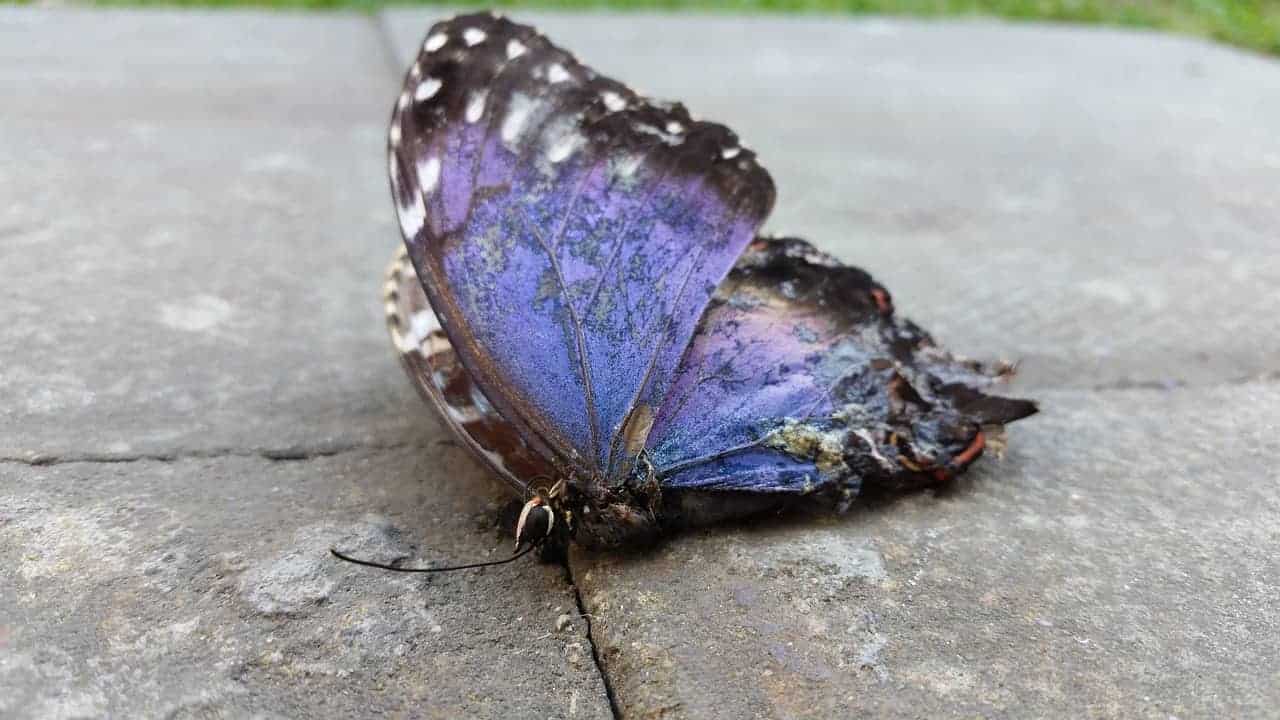 dead blue butterfly