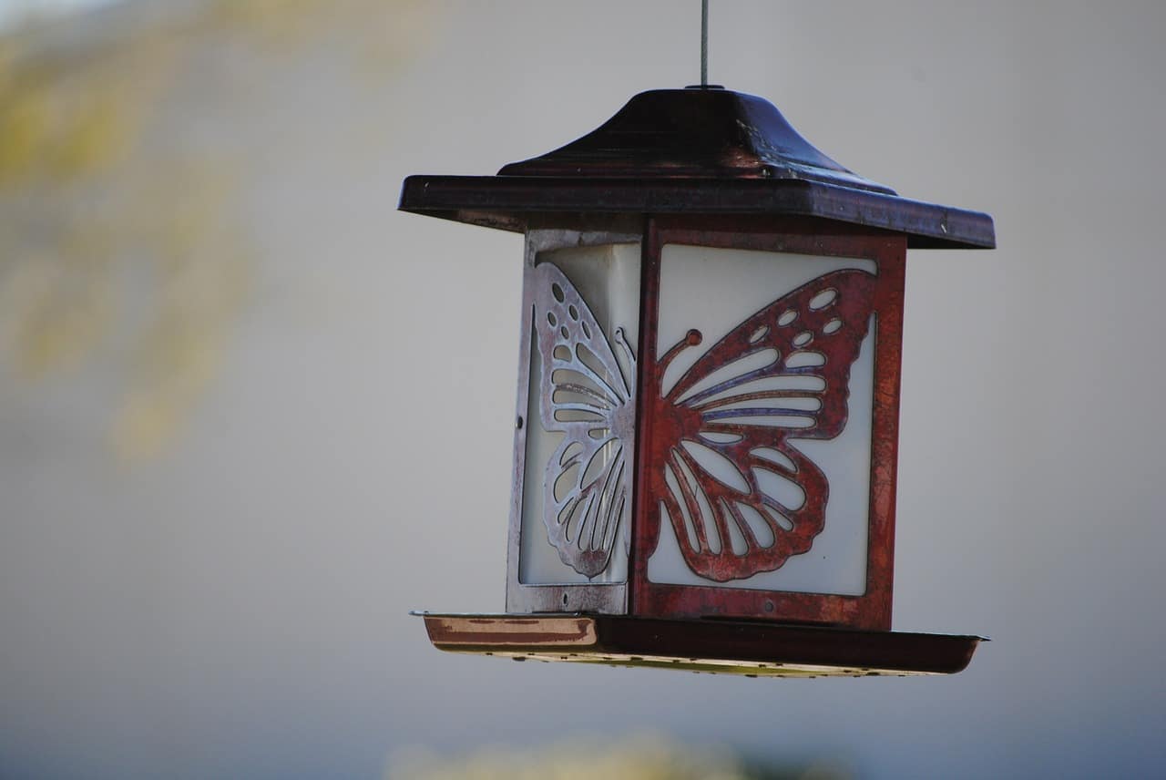 chinese lantern butterfly