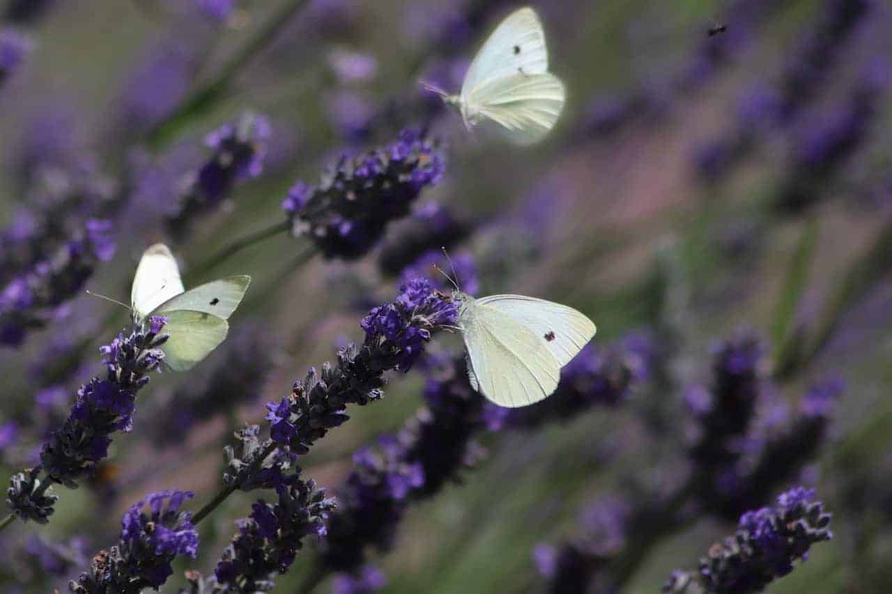  white butterflies
