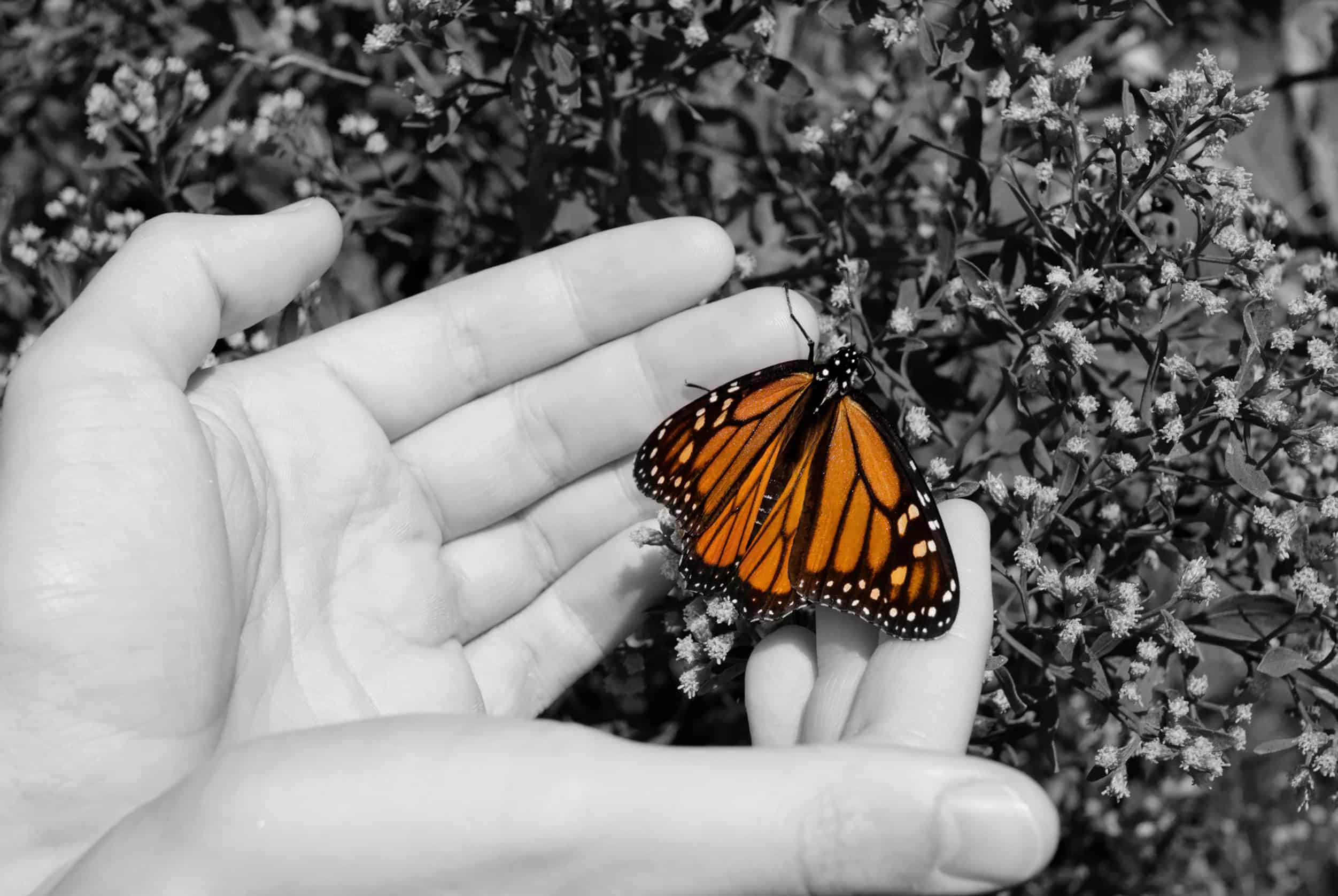 monarch butterfly