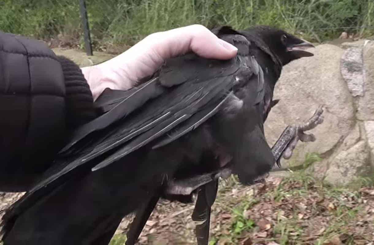 catching crow
