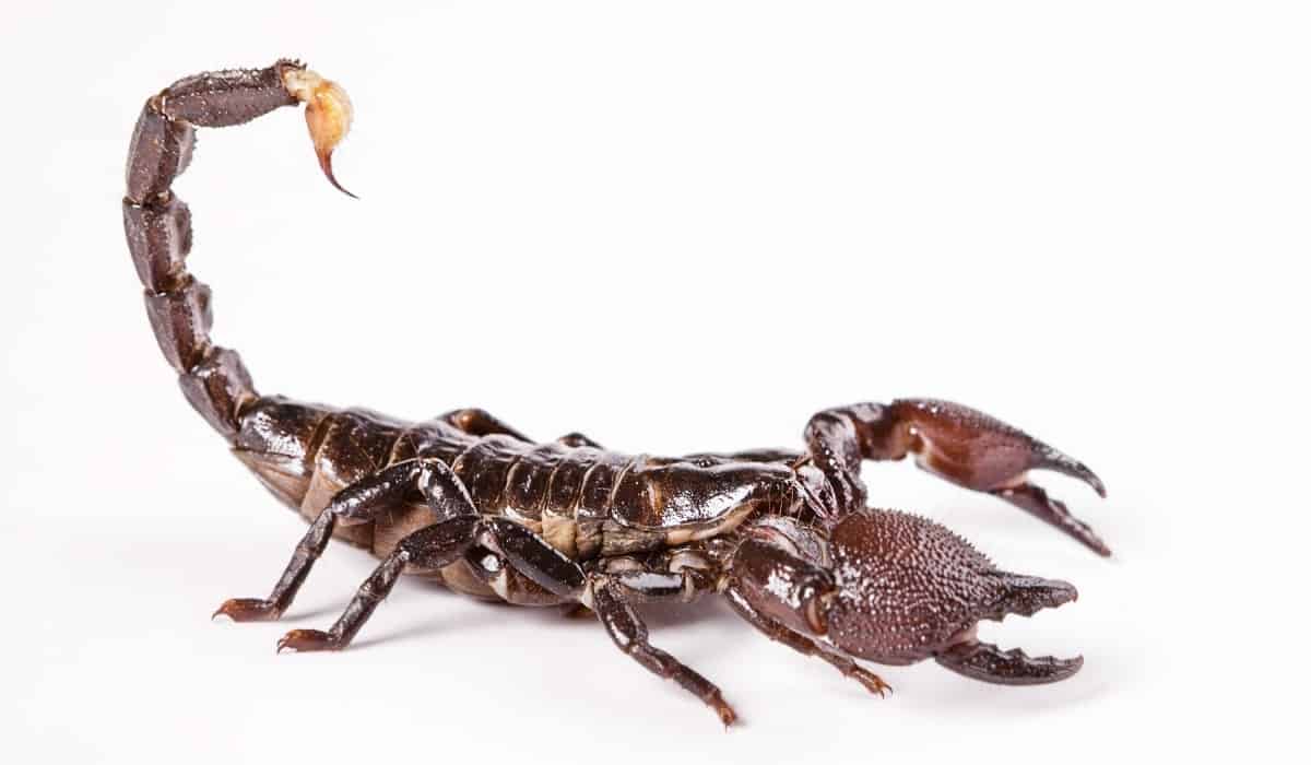 scorpion white background