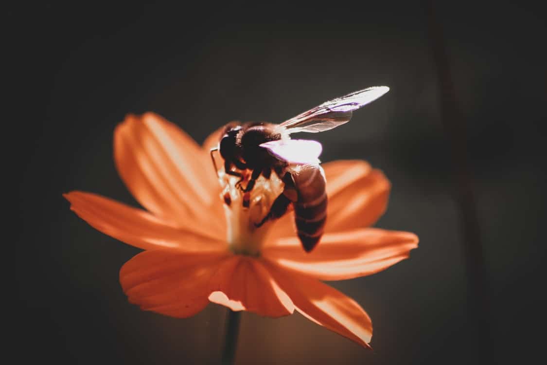 wasp on flower