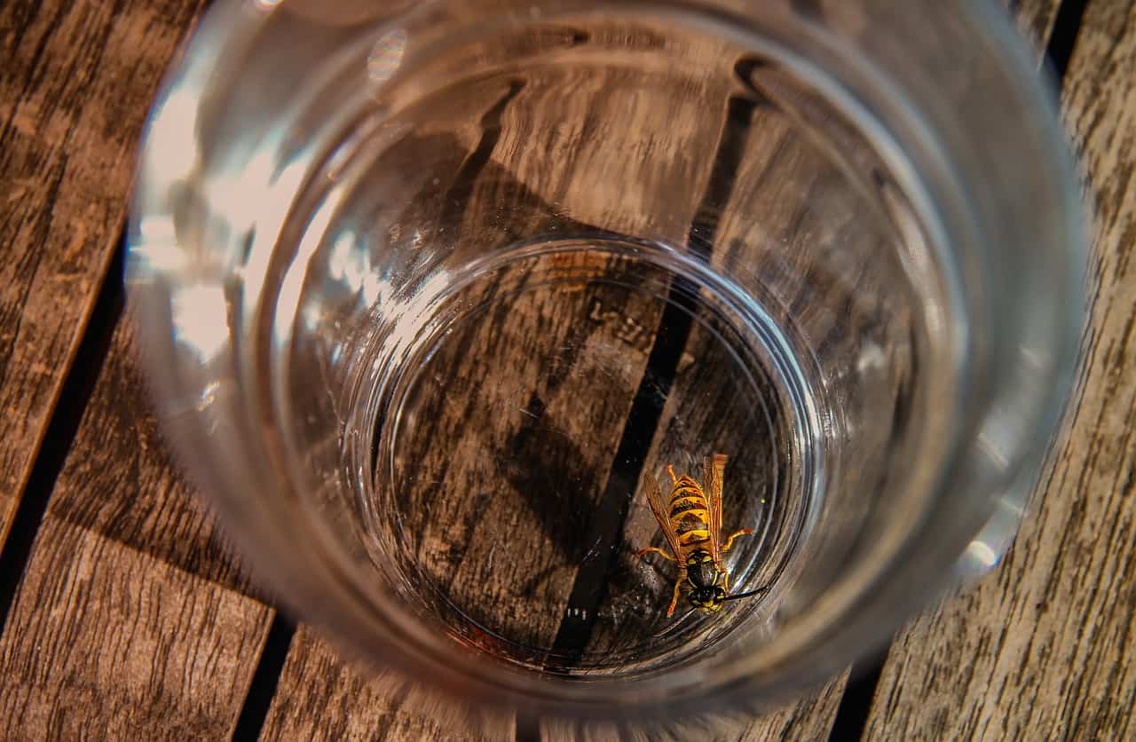 wasp indoors bottle
