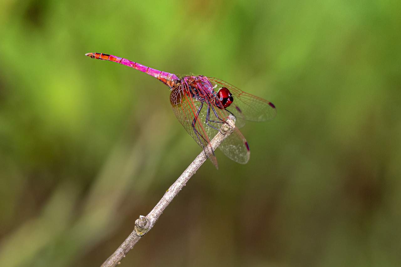 purple dragonfly