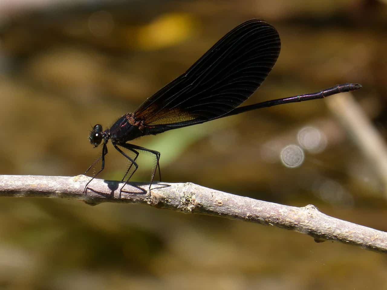 black dragonfly
