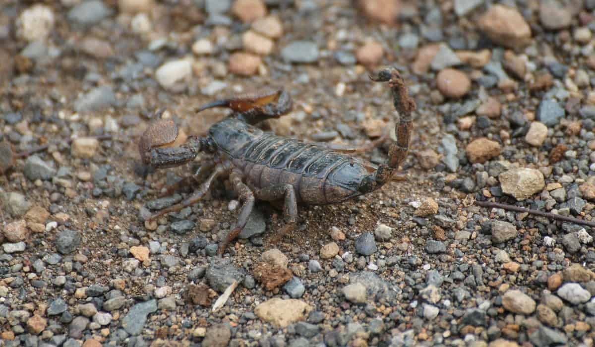 scorpion soil rocks