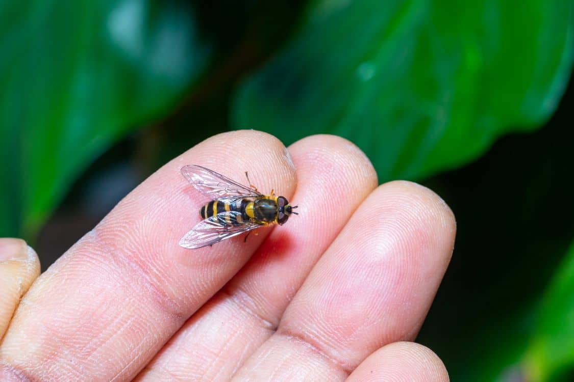 wasp hand