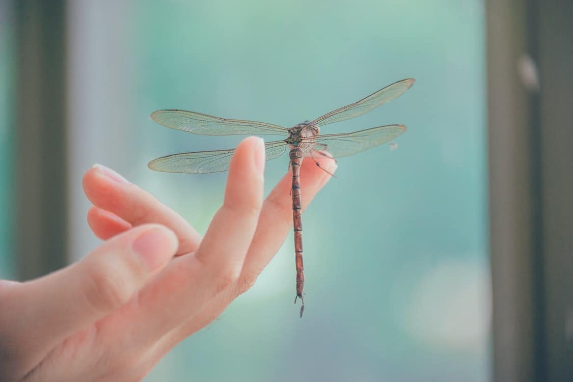 dragonfly hand woman