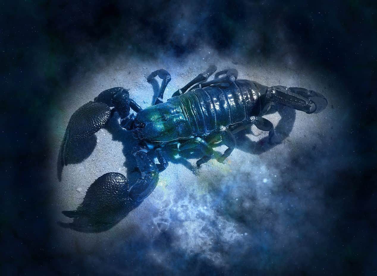 moonlight scorpion