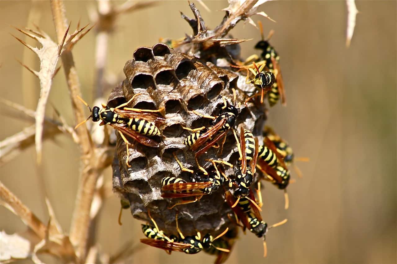 swarm wasp