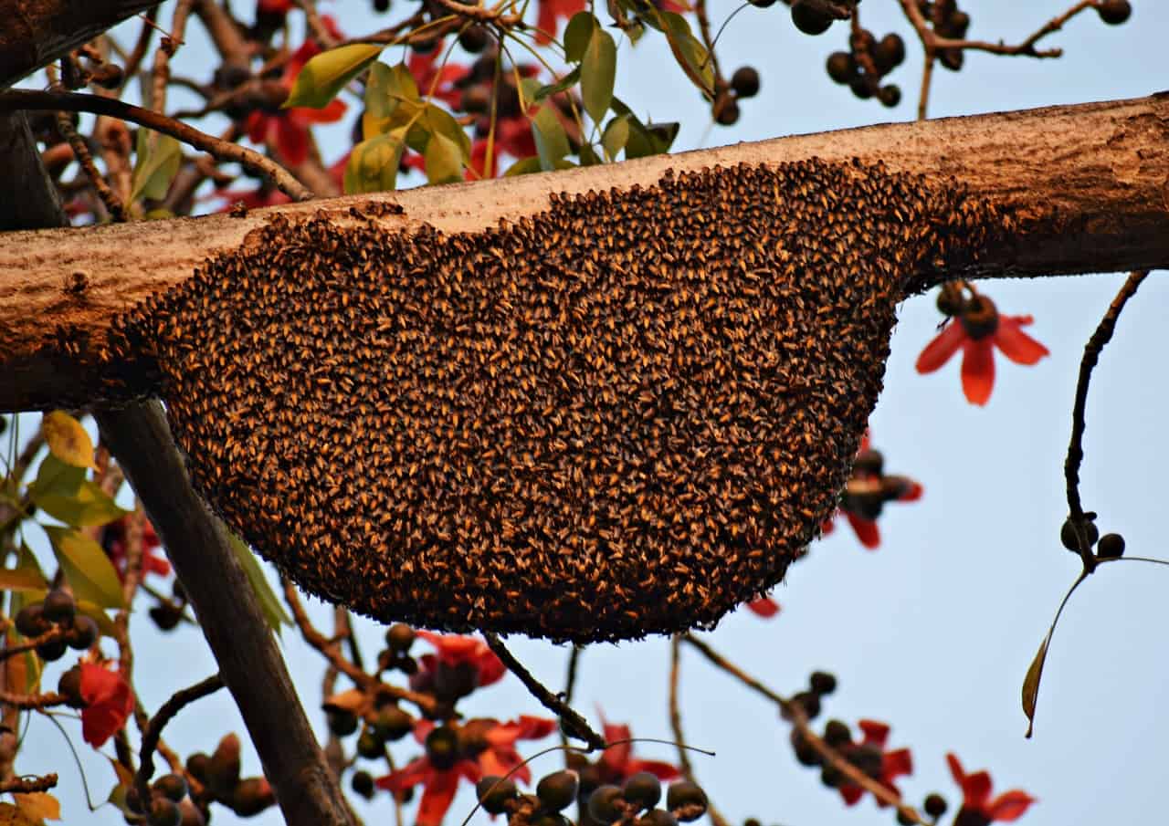 beehive branch
