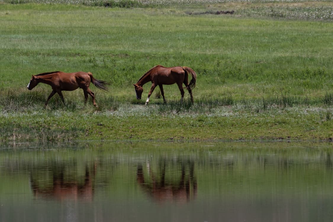 brown horses field