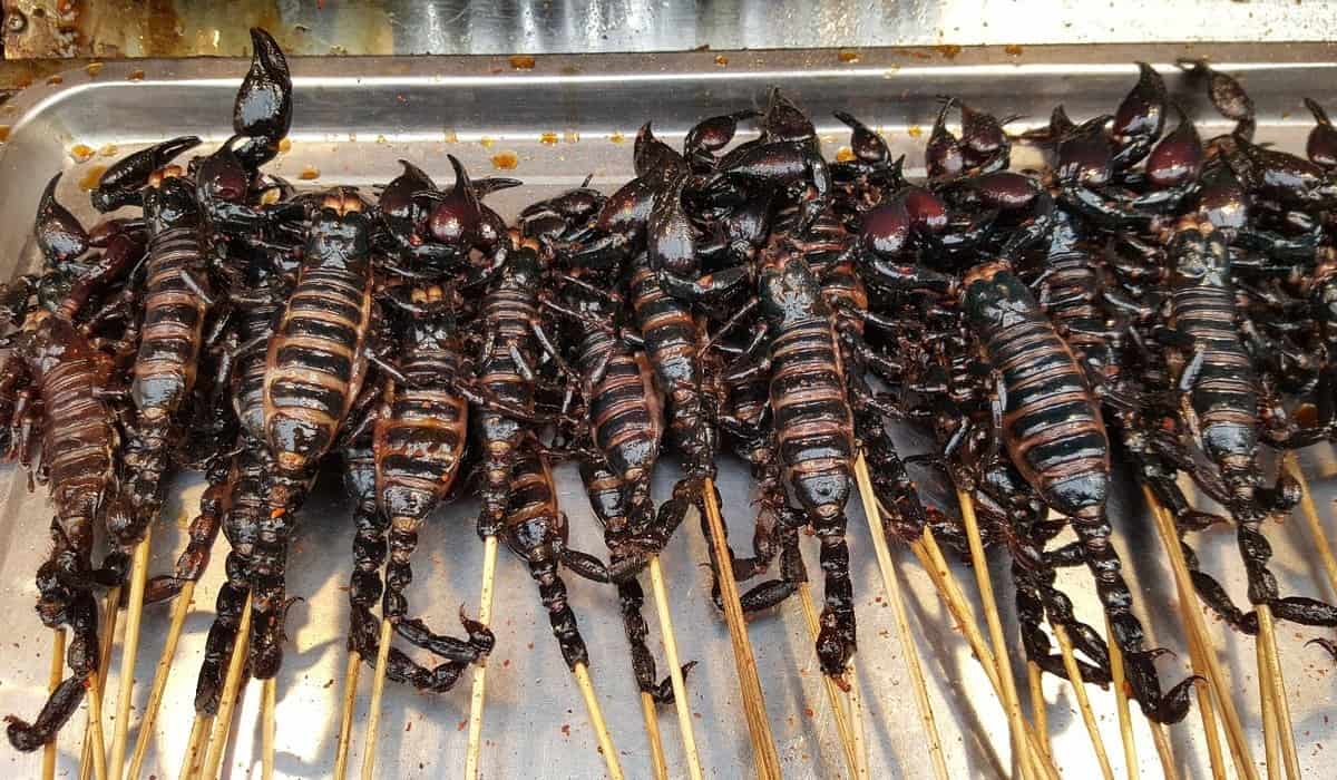 cooked scorpion