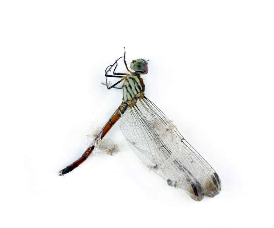 7-spiritual-meanings-when-a-dragonfly-lands-on-you