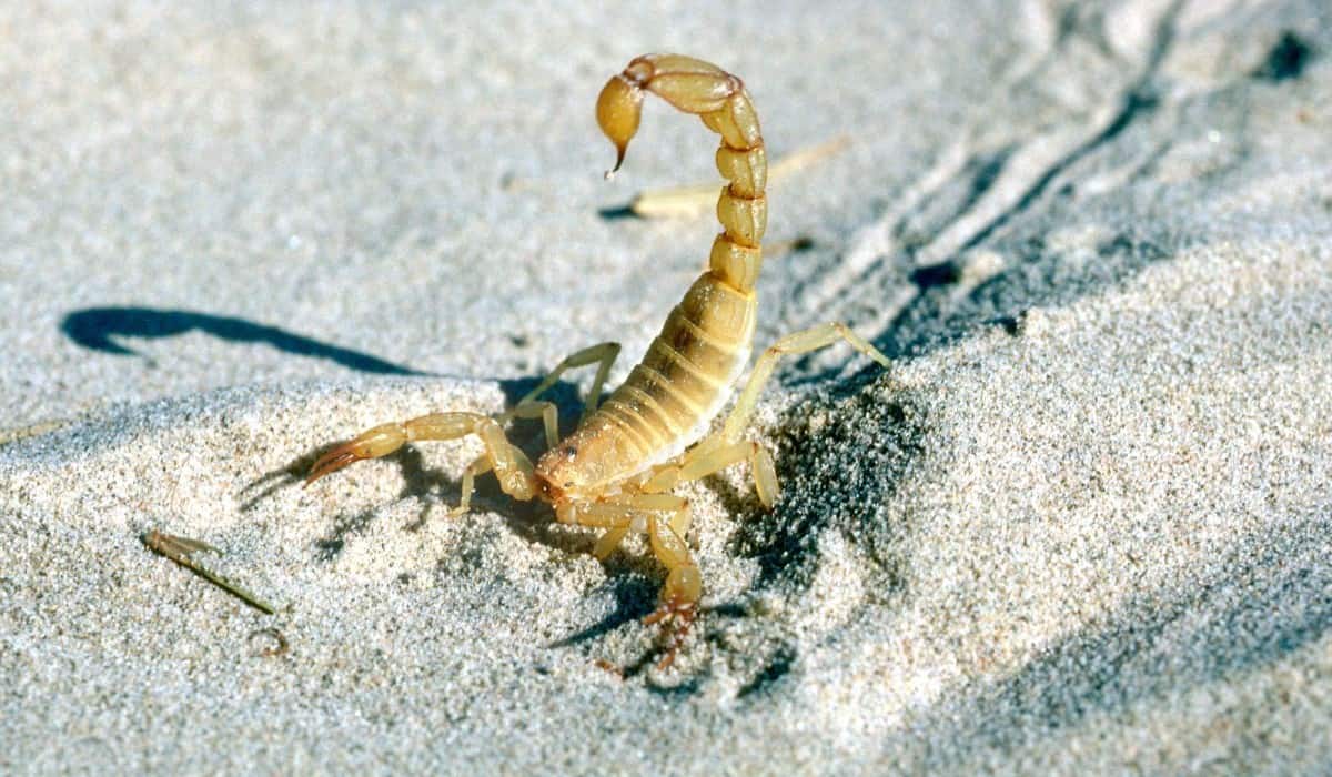 gold scorpion