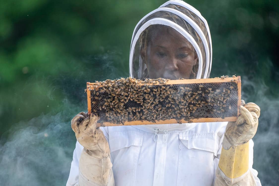 tending beehive