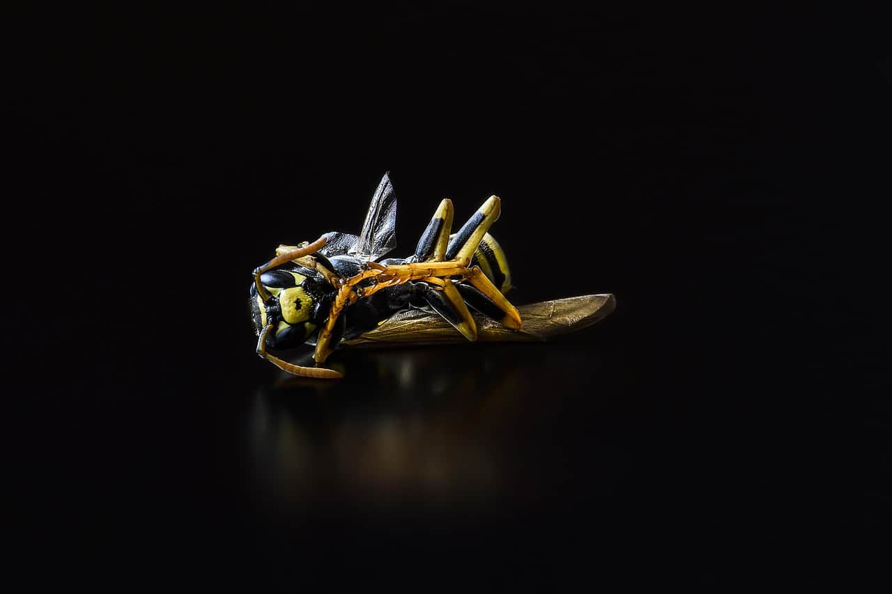 dead wasp