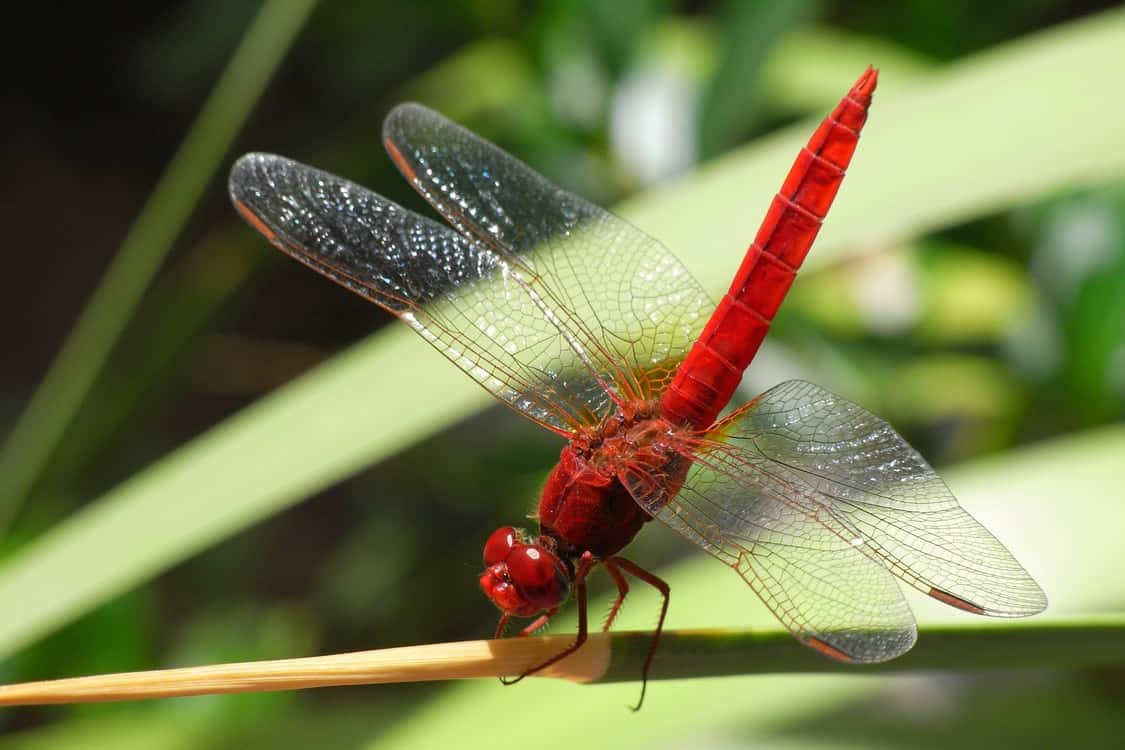 red dragonfly