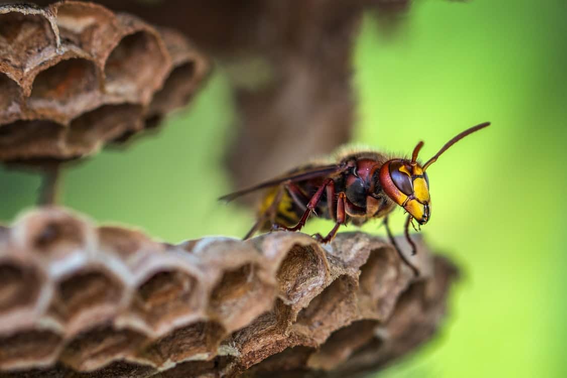 bee out of cocoon