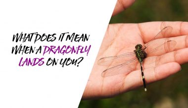 What Does It Mean When a Dragonfly Lands on You