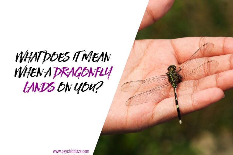 7 Spiritual Meanings When a Dragonfly Lands on You