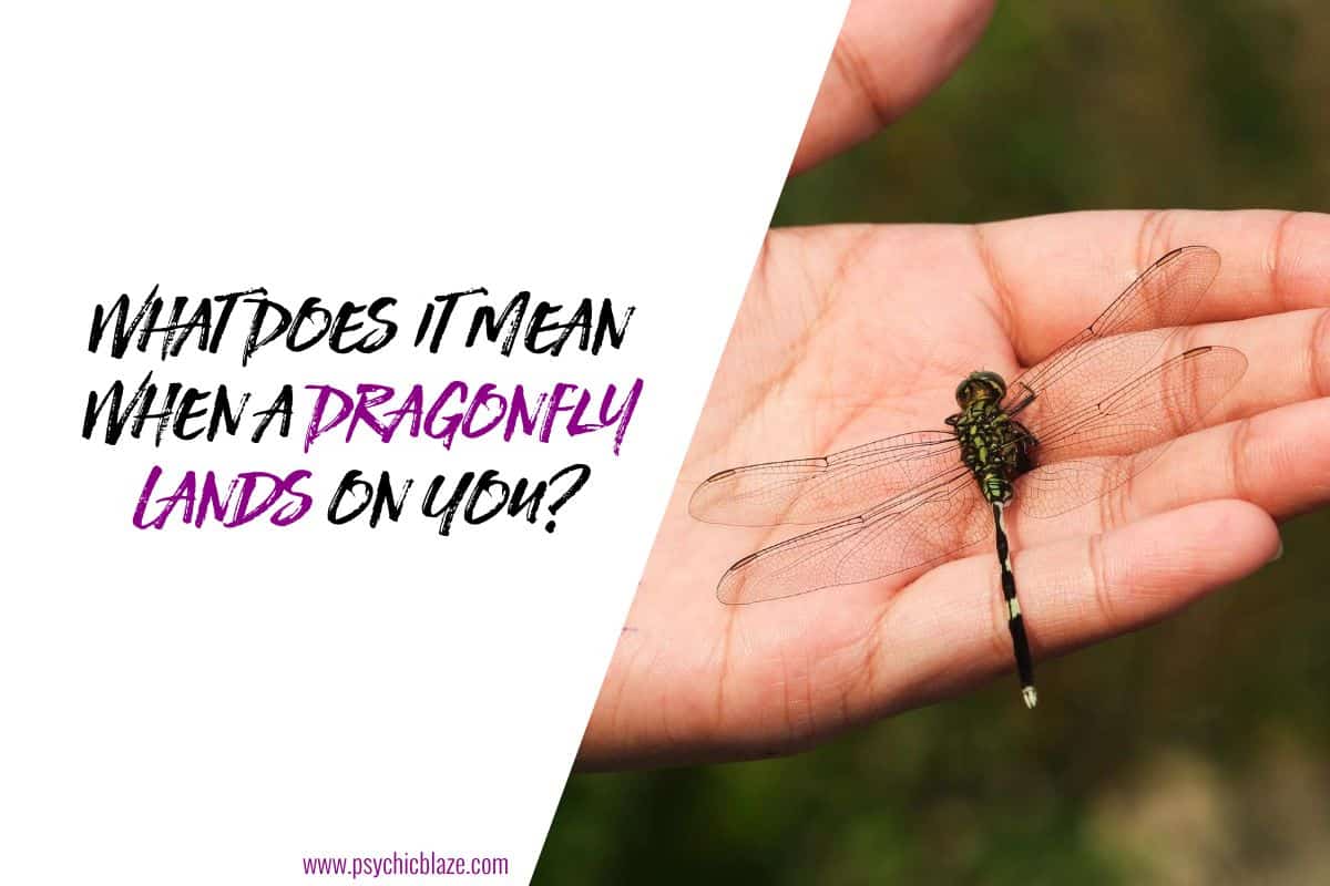 What Does It Mean When a Dragonfly Lands on You
