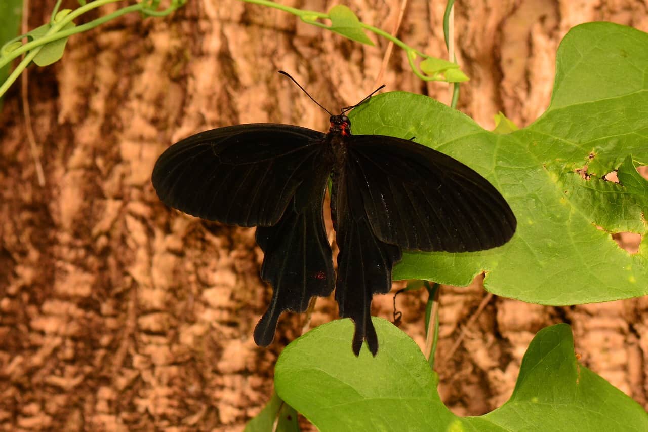 black butterfly tree