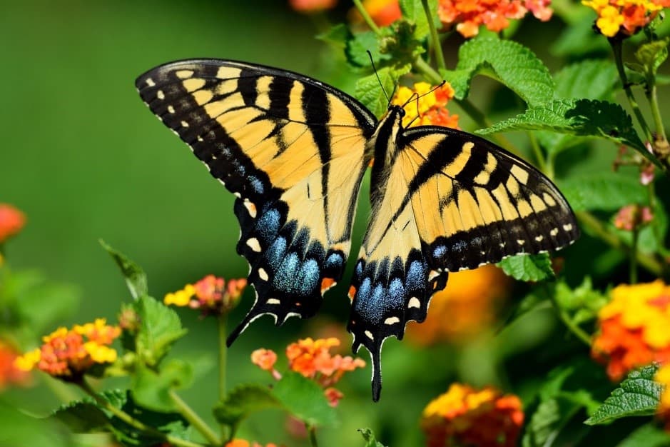 black yellow butterfly