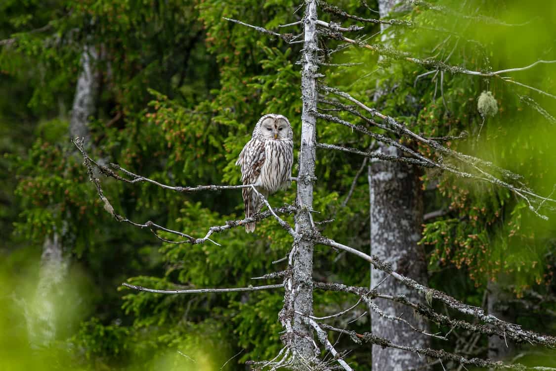 forest owl