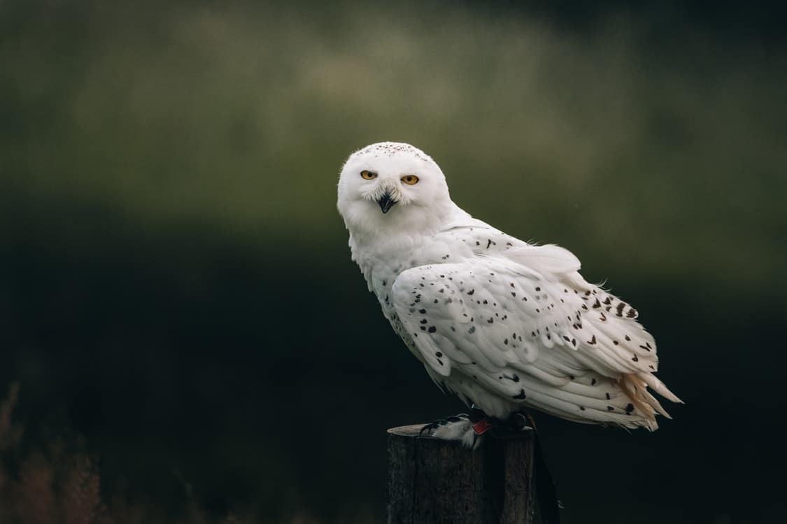 snowy owl