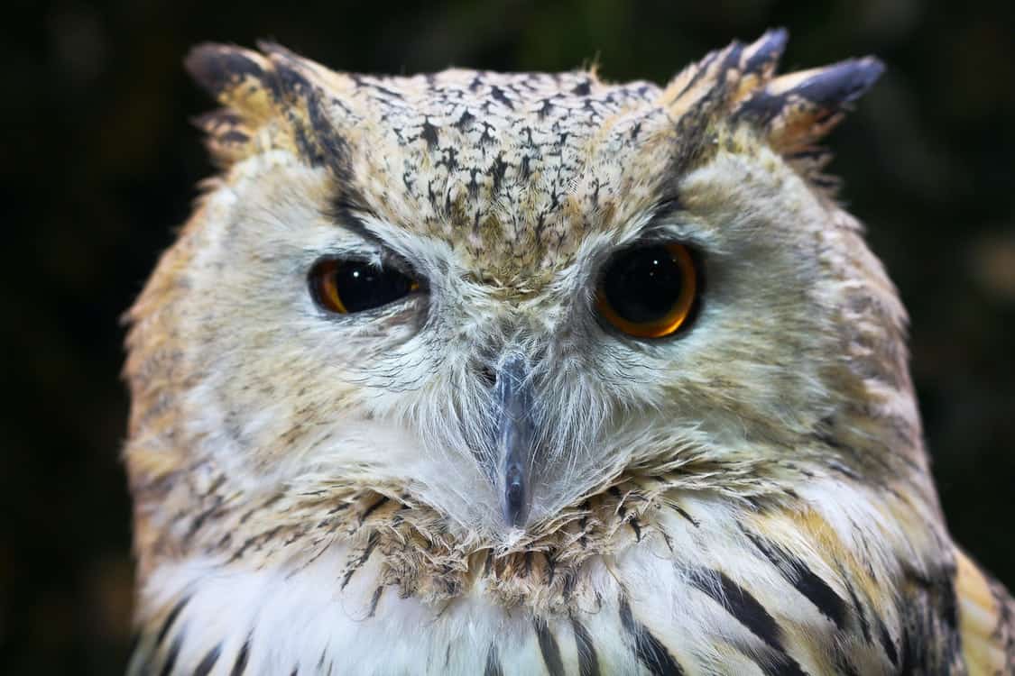 big eyes owl