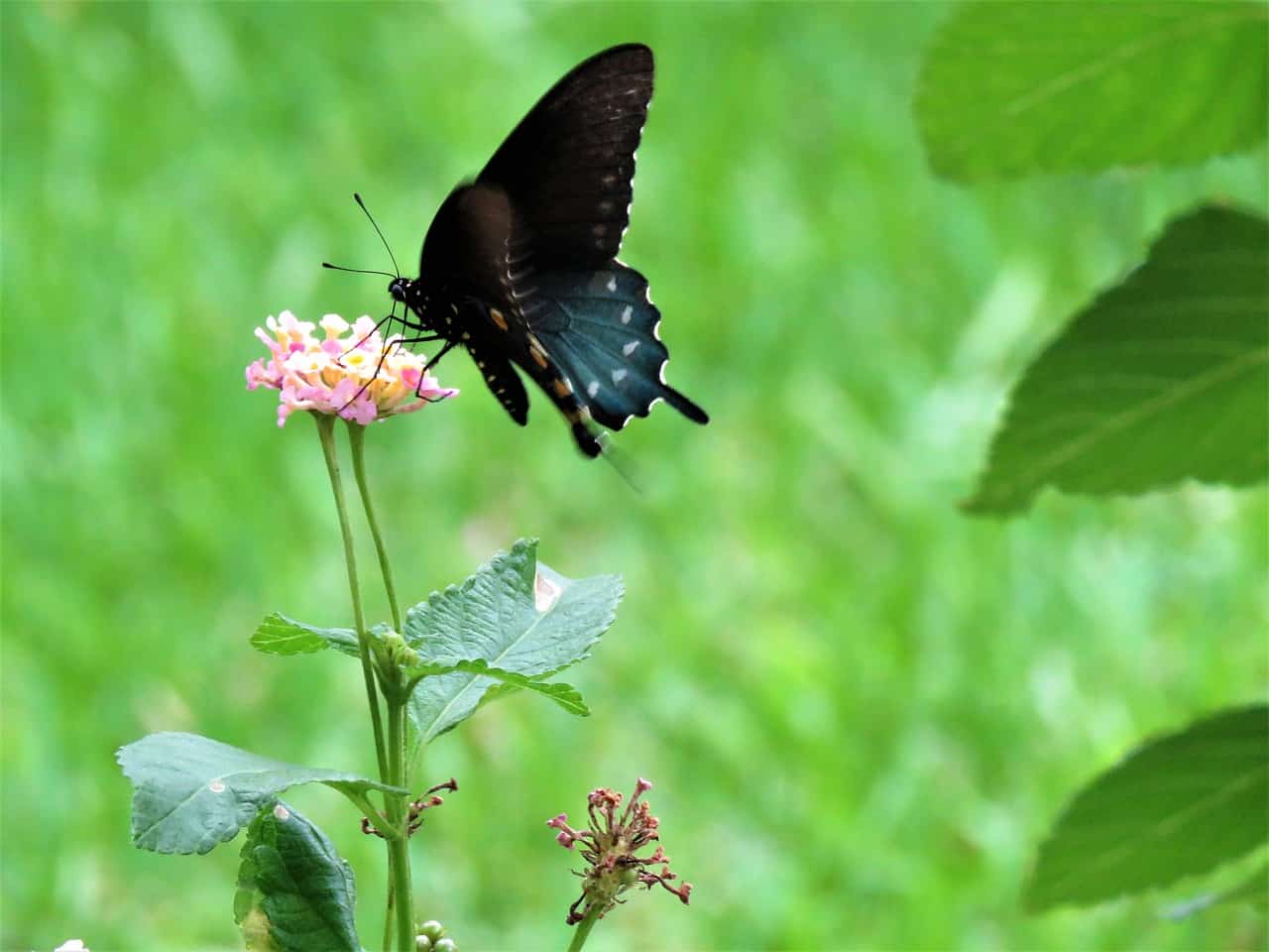 black butterfly