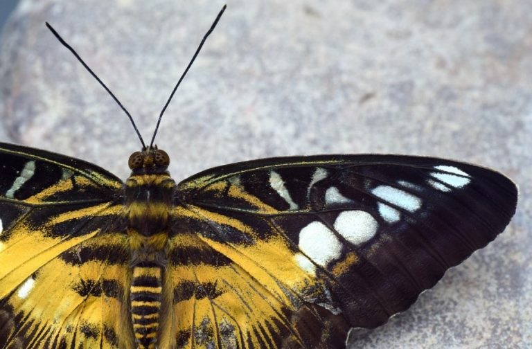 Black And Yellow Butterfly Meaning & Symbolism Explained