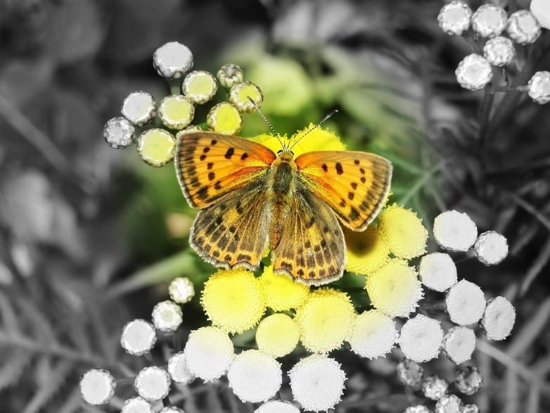 dreamy butterfly