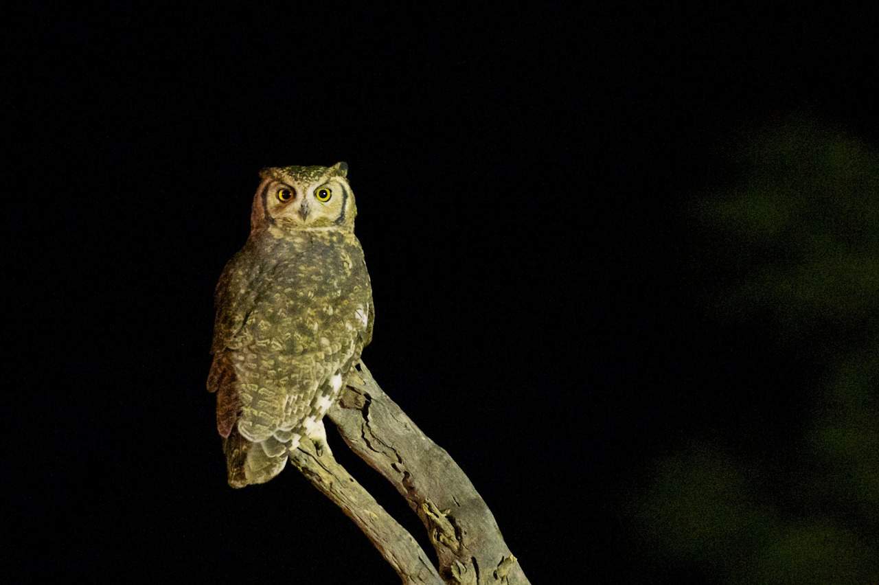 night owl